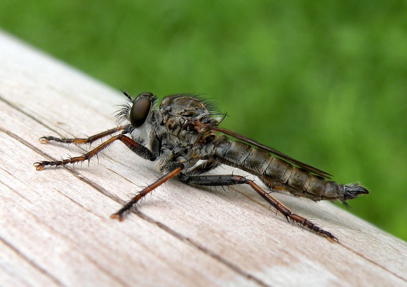 Asilidae